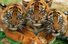 тигри